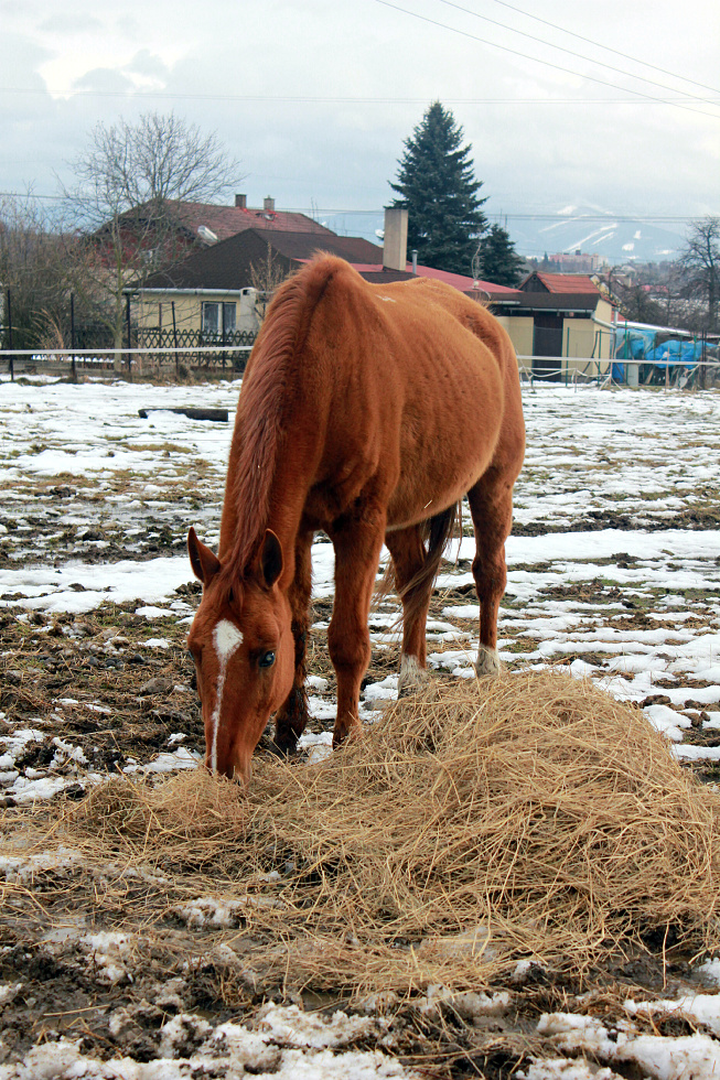 Brisko