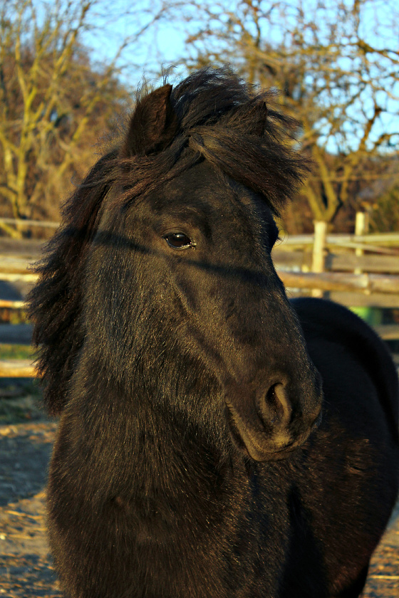 koně 27.11.2011 038