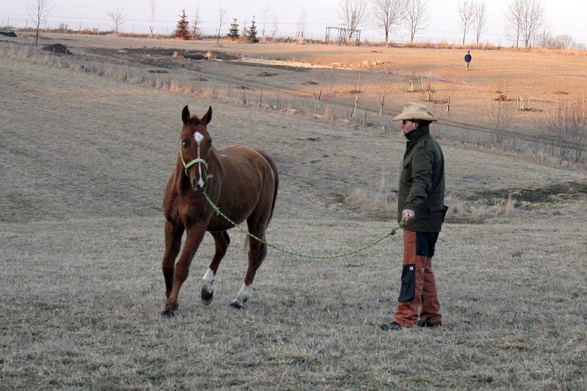 brizi se pomalinku učí lonžovat