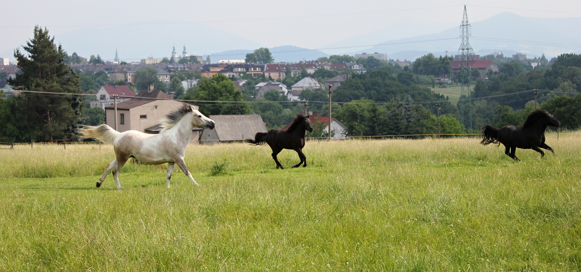 pony fičky