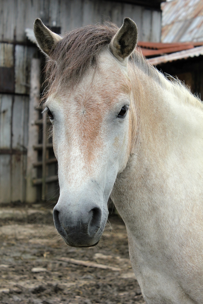 koně 30.7.2011 288